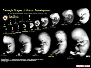 Внутриутробное развитие малыша: основные этапы.